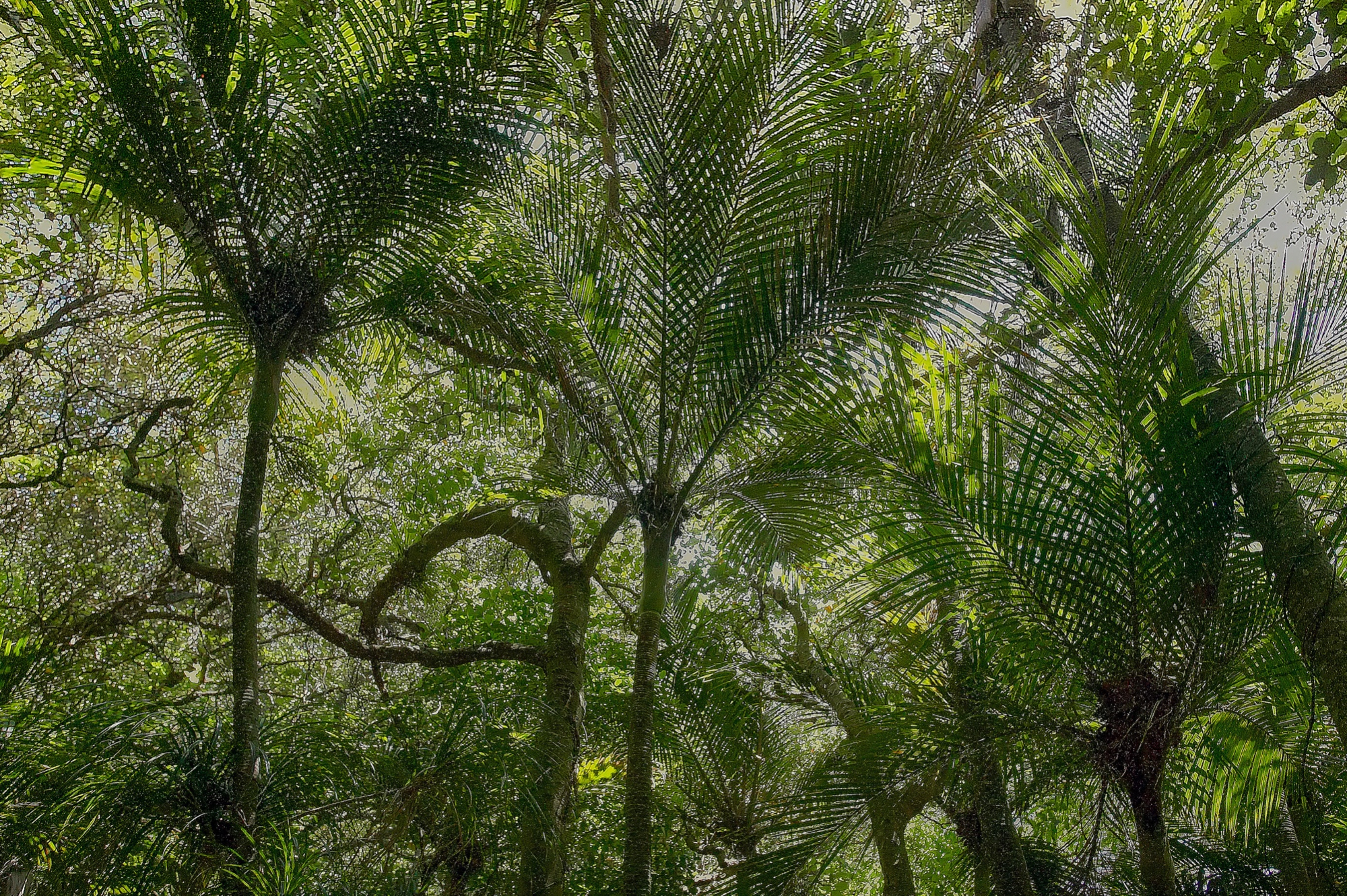 fern trees